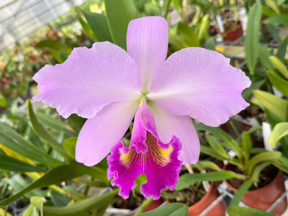 Rhyncholaeliocattleya Leonie Portilla