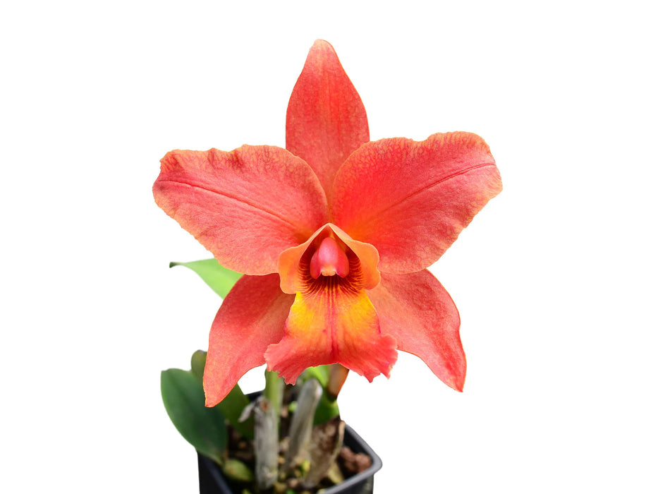 Rhyncholaeliocattleya Mary Fisk
