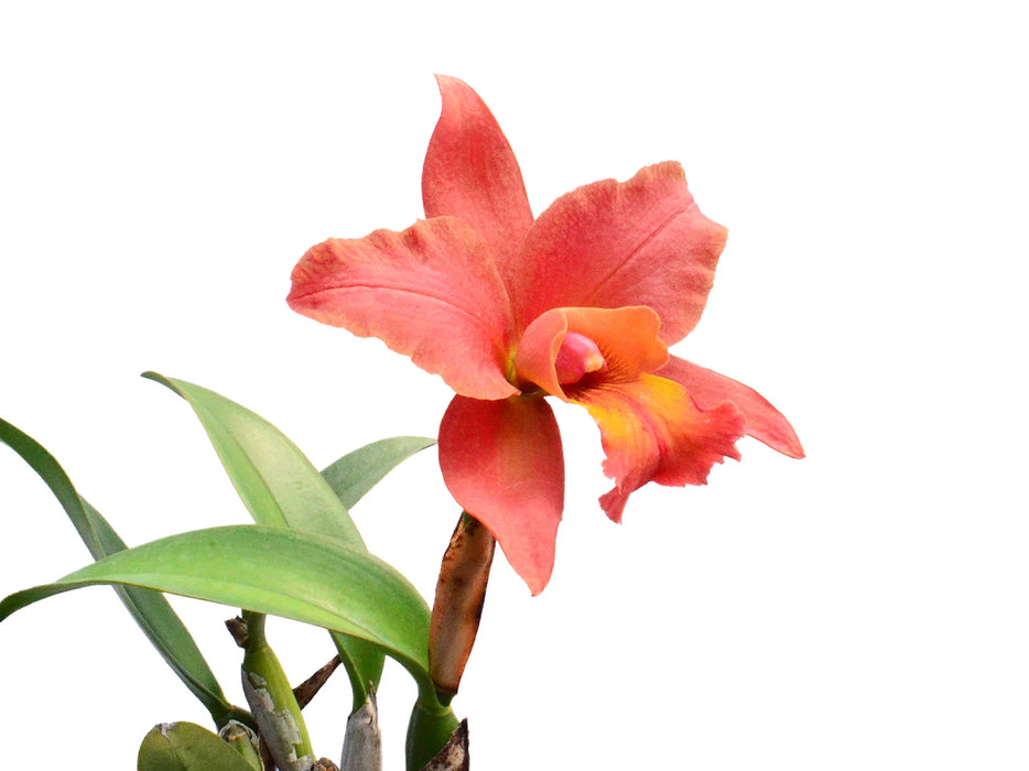 Rhyncholaeliocattleya Mary Fisk