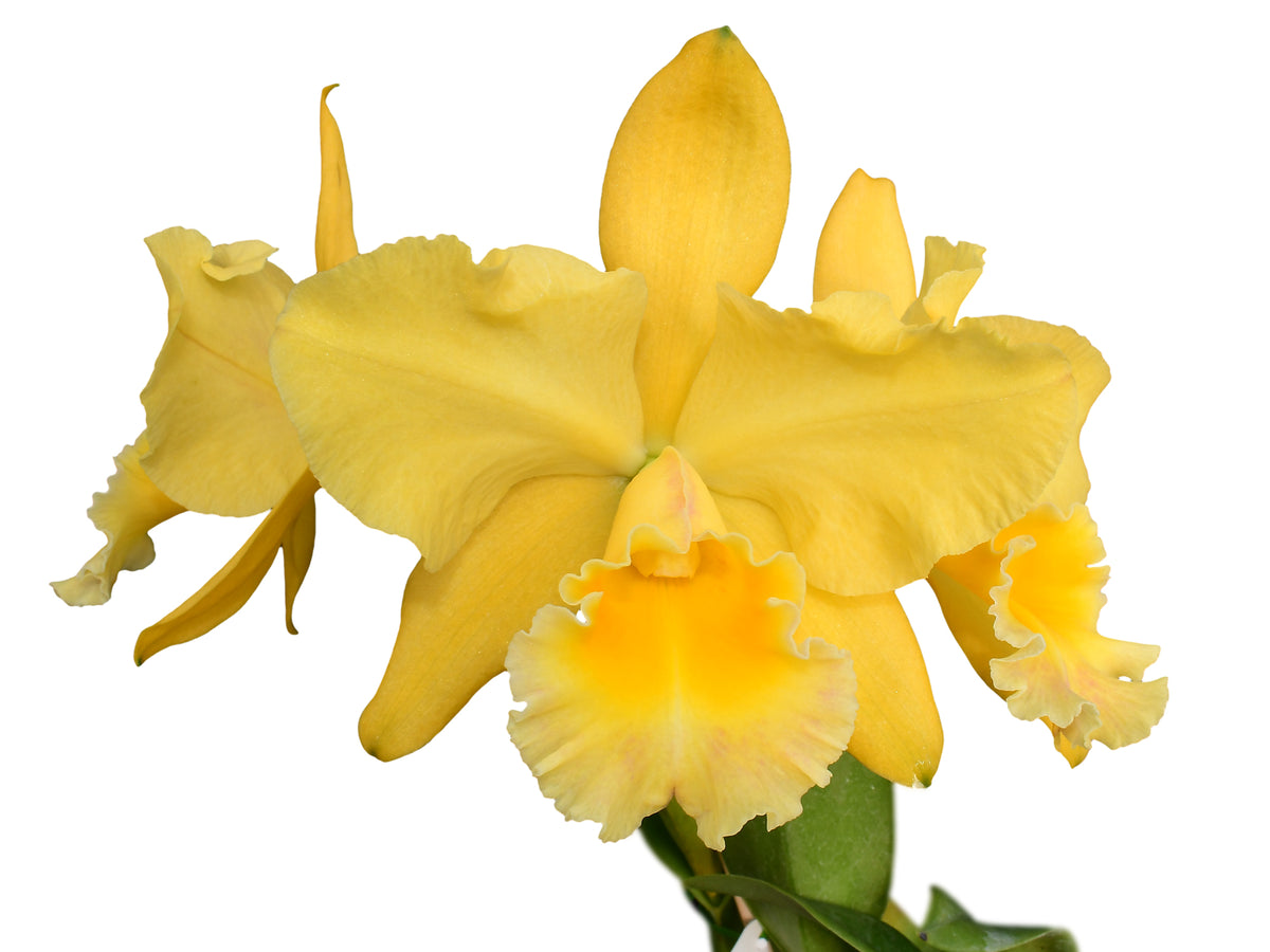 Rhyncholaeliocattleya Memoria Hazel Glover — Ecuagenera USA Corp