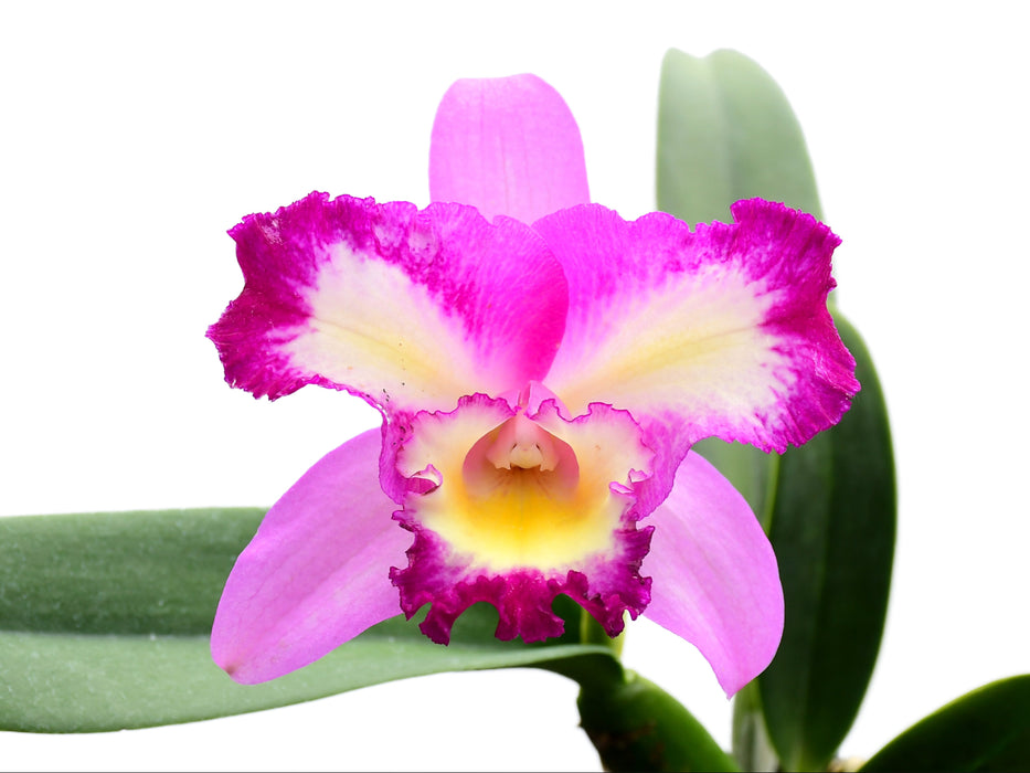 Rhyncholaeliocattleya Nelson Ramon