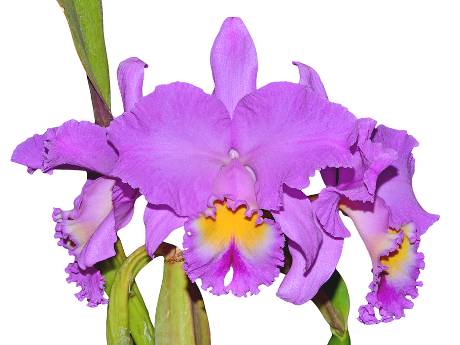 Rhyncholaeliocattleya Paraiso Andino