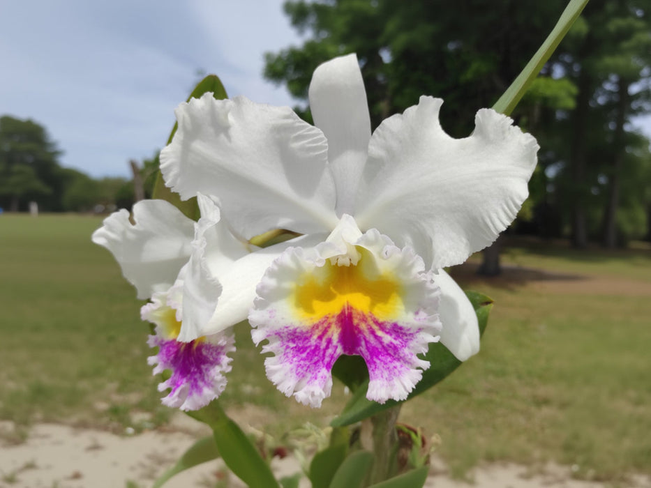 Rhyncholaeliocattleya Pink Sky