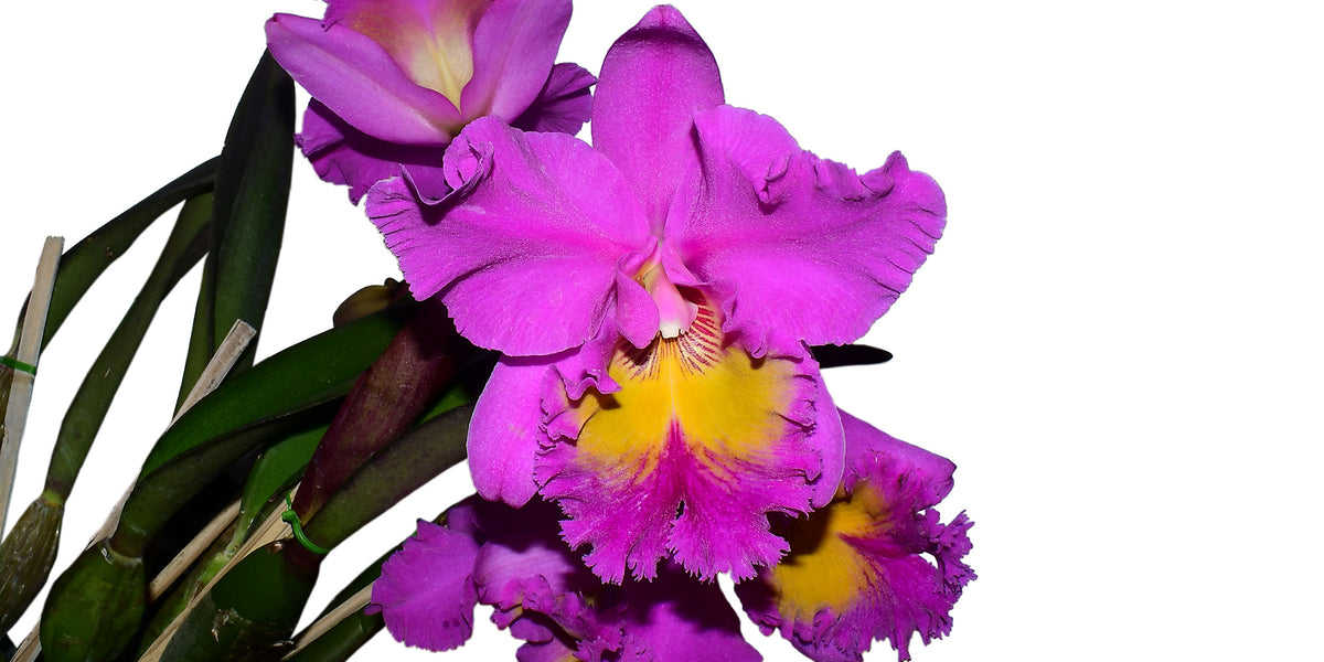 妖帝　TiHo　オアハカ　麻花龍TC Rhyncholaeliocattleya_Portovie