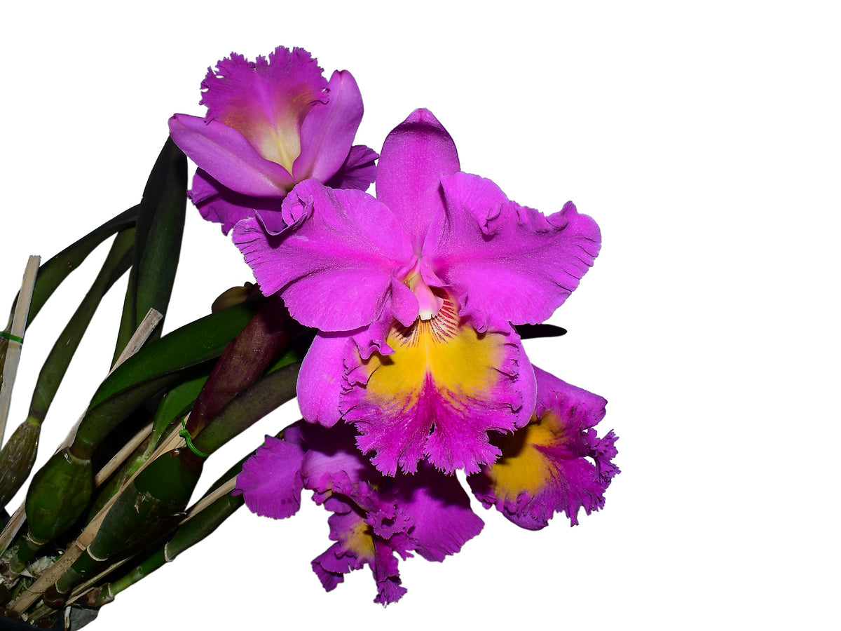 Rhyncholaeliocattleya_Portovie