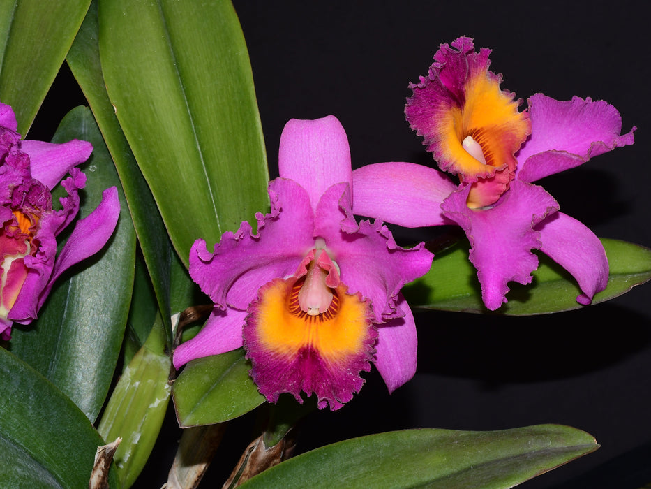 Rhyncholaeliocattleya Pumapungo