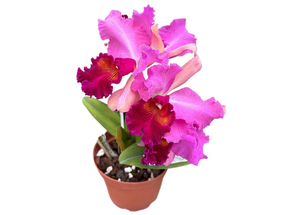 Rhyncholaeliocattleya Qinti