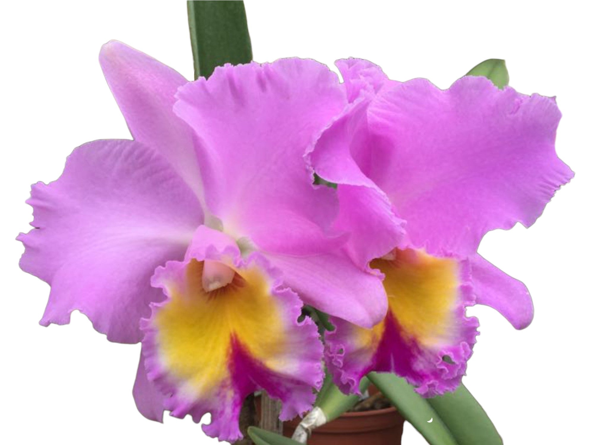 Rhyncholaeliocattleya San Cristobal - Stunning Pink & White Orchid