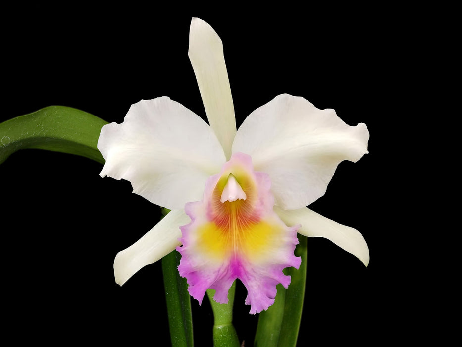 Rhyncholaeliocattleya Shari Watson