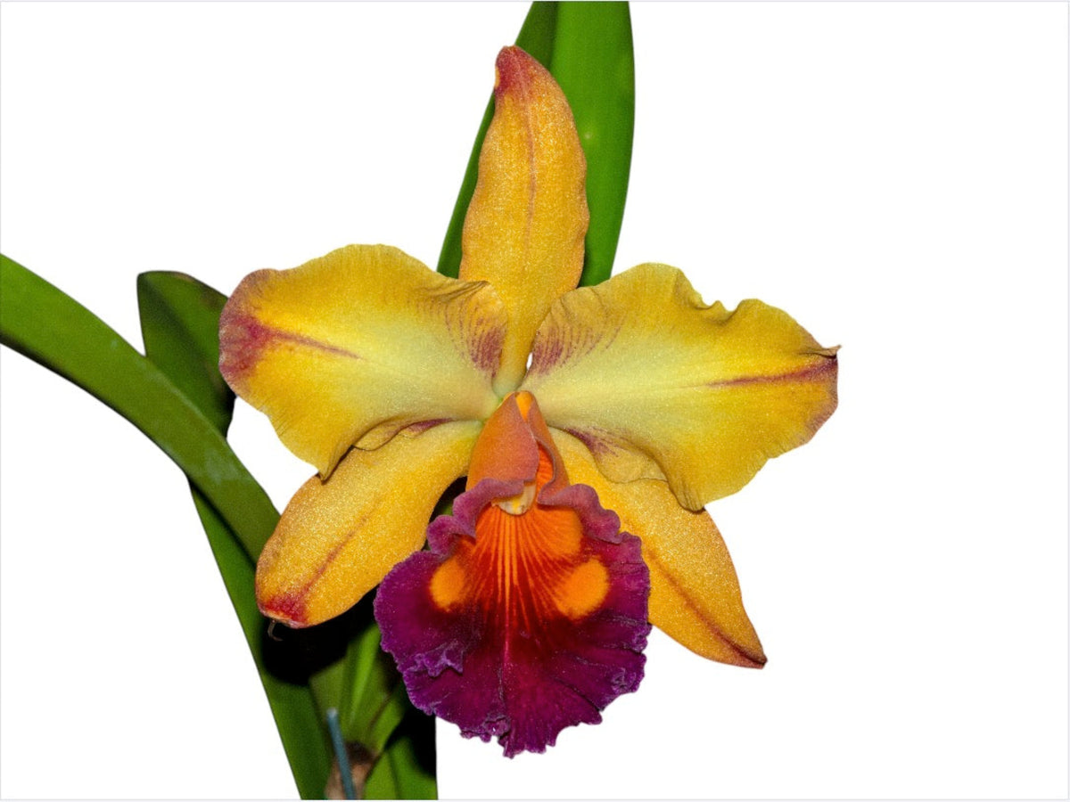 【Tachi-Hina】パトリシア・ウルキオラ tropicalia Rhyncholaeliocattleya Tainan Gold 'Orchis' - Award Quality Hybrid