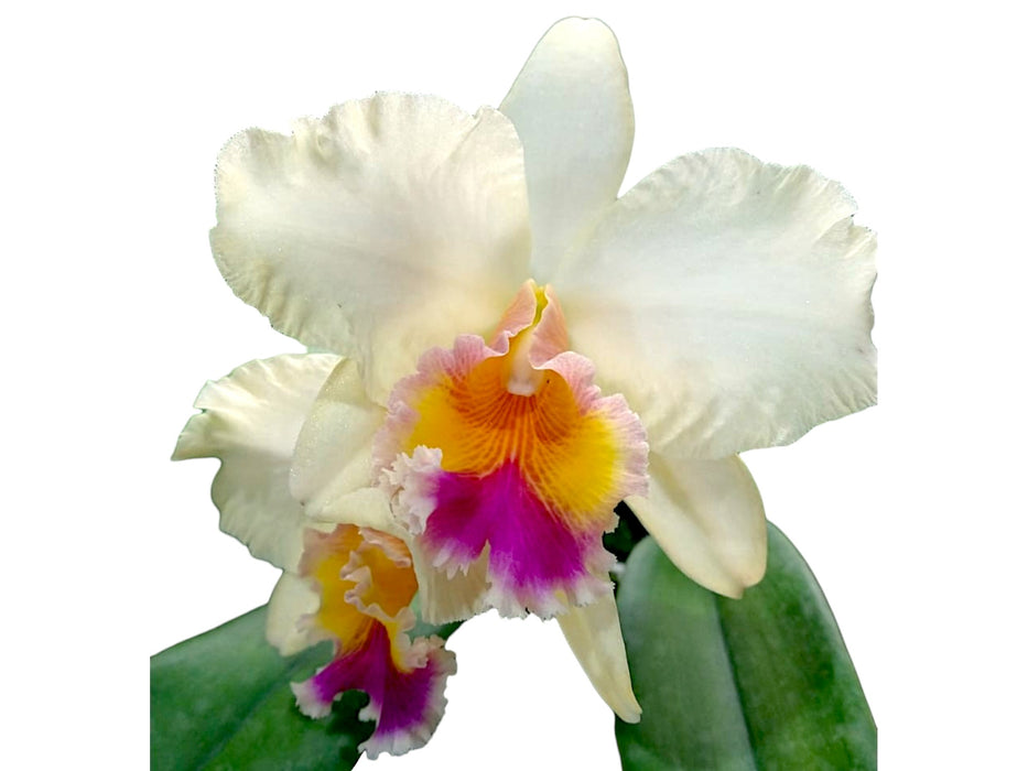 Rhyncholaeliocattleya Vida Andina
