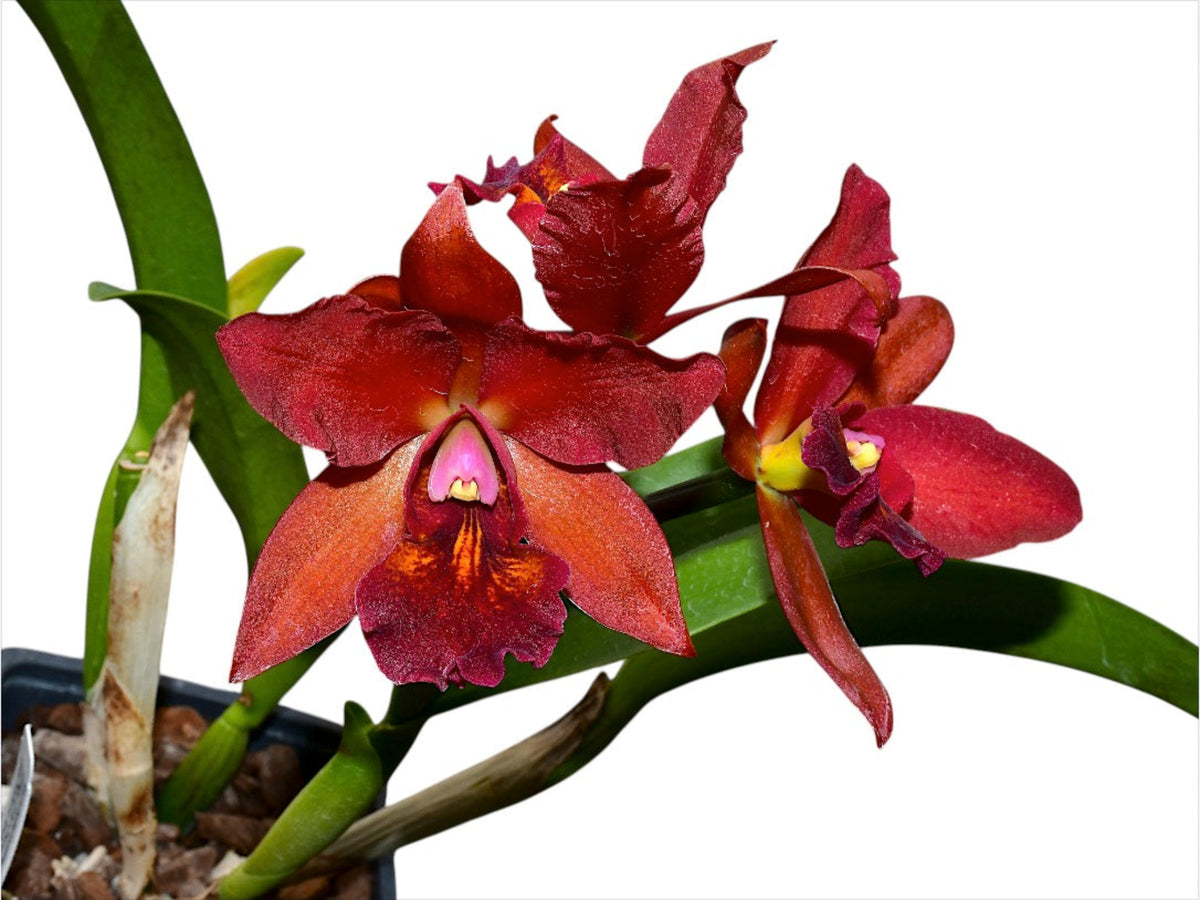 Rhyncholaeliocattleya_Village_