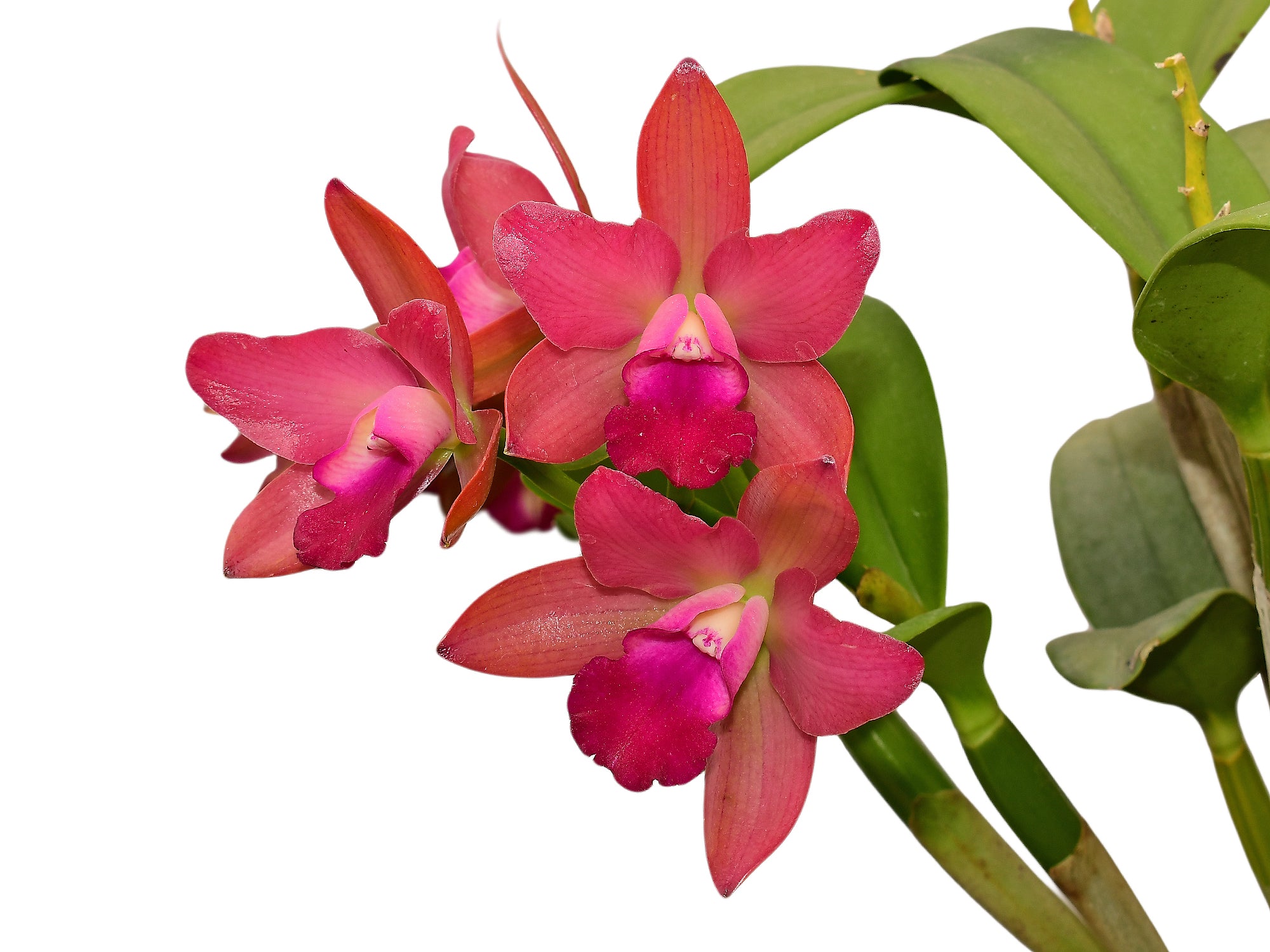 Rhyncholaeliocattleya Village Chief Chanel - Premium Cattleya