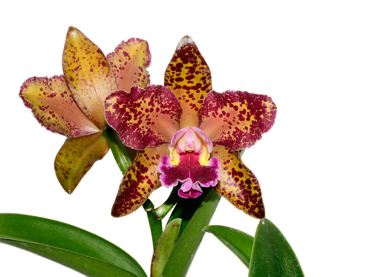 Rhyncholaeliocattleya Waianae Leopard Ching Hua M127 - Spotted