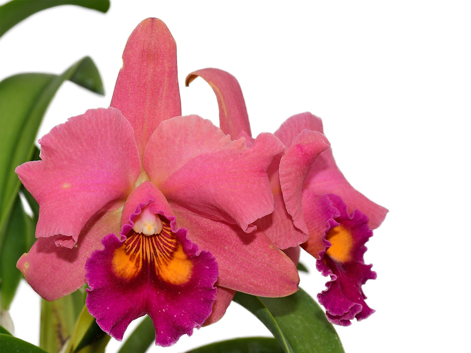 Rhyncholaeliocattleya Wayra