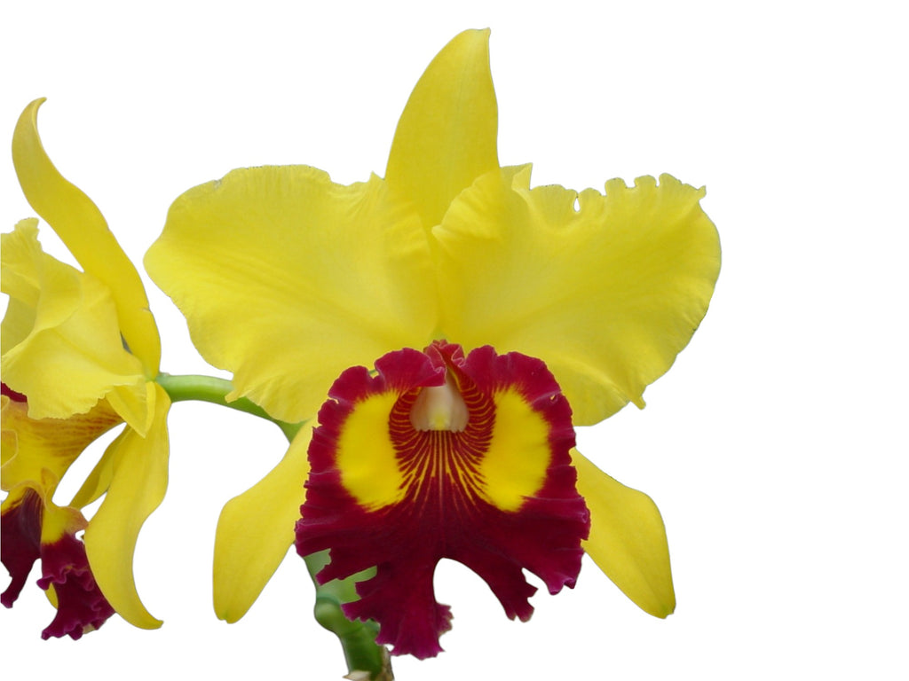 Rhyncholaeliocattleya Williette Wong 'The Best' - Premium Orchid