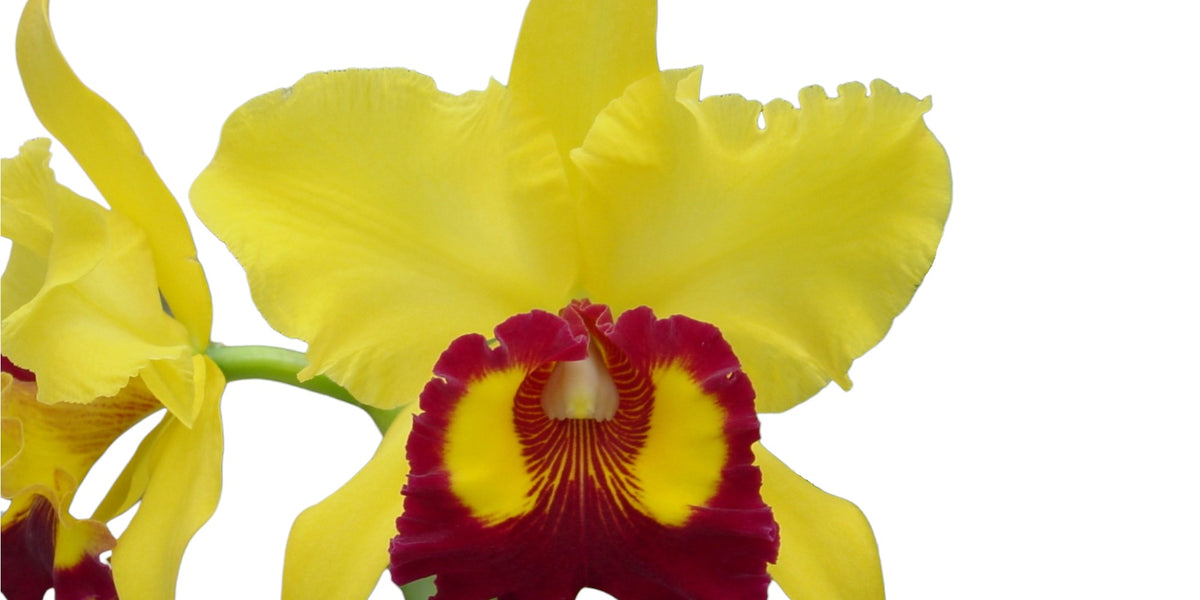 Rhyncholaeliocattleya Williette Wong 'The Best' - Premium Orchid