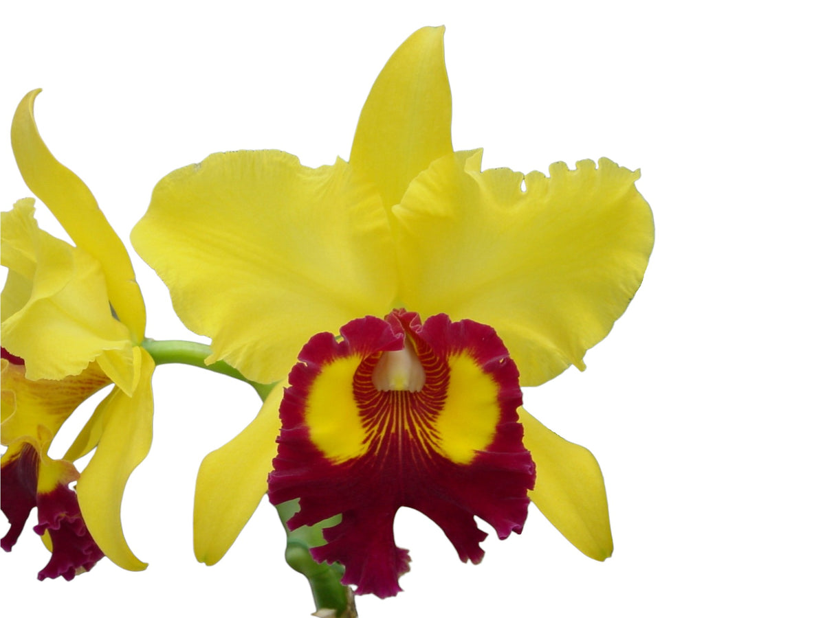 Rhyncholaeliocattleya_Williett