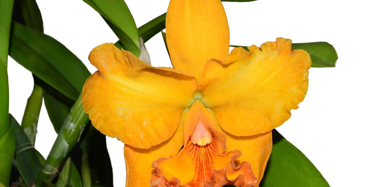 Rhyncholaeliocattleya_Zamora_1