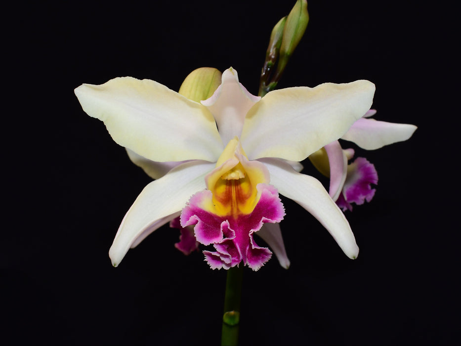 Rhynchomyrmeleya Mainor Ruiz