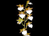Rhynchostele bictoniensis