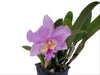 Brassolaeliocattleya Izumi Carol x Catt. Manglesii
