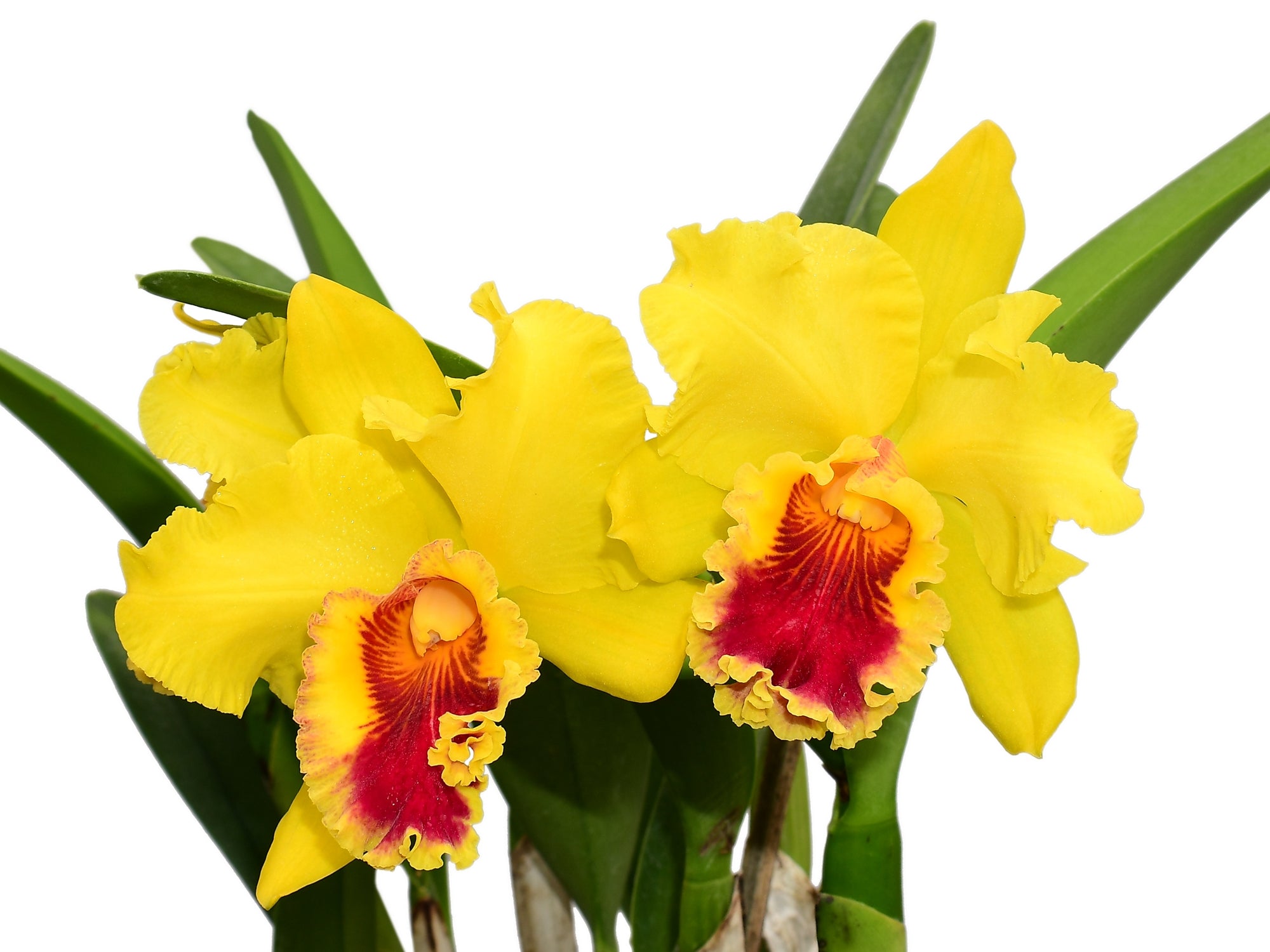 雅*い様 flesh and blood アタヤの威光RF SUP000【JP】『RF』【Generic】アタヤの威光/Authority of Ataya