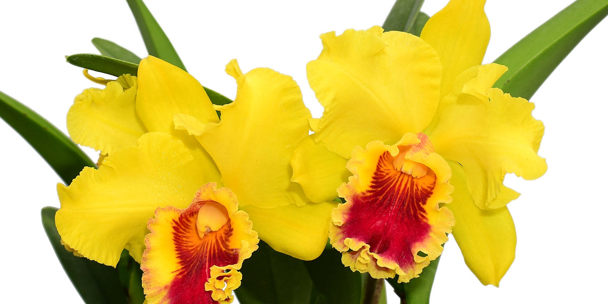 Rlc.