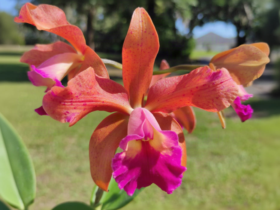 Rhyncholaeliocattleya Memoria Nestor Tovar