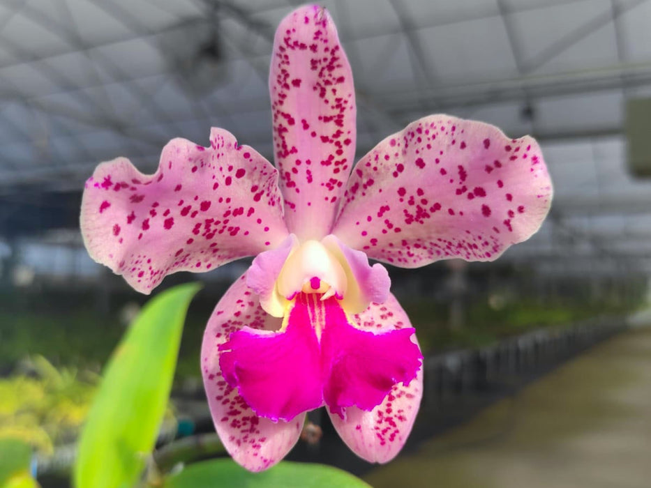Rhyncholaeliocattleya Odom's Amethyst Leopard