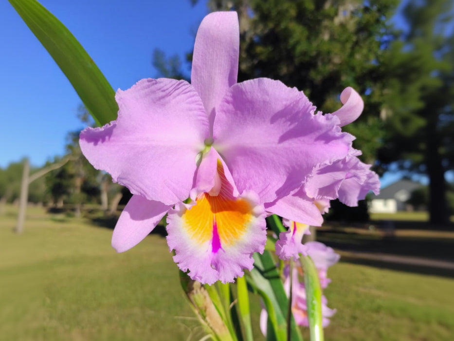 Rhyncholaeliocattleya Paraiso Andino