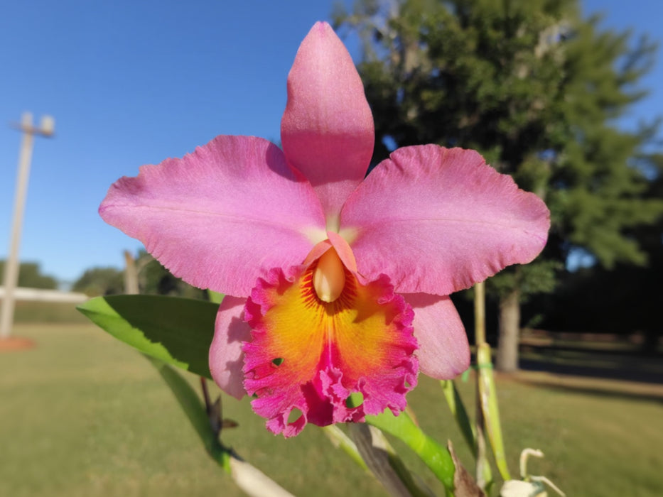Rhyncholaeliocattleya Pumapungo