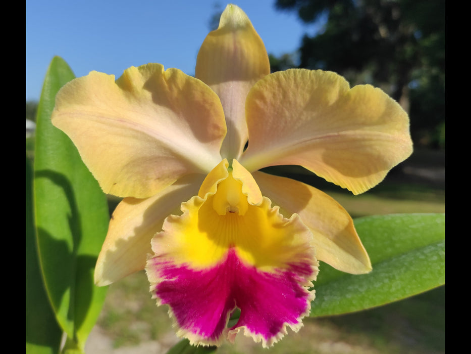 Rhyncholaeliocattleya Uzhupud Paradise