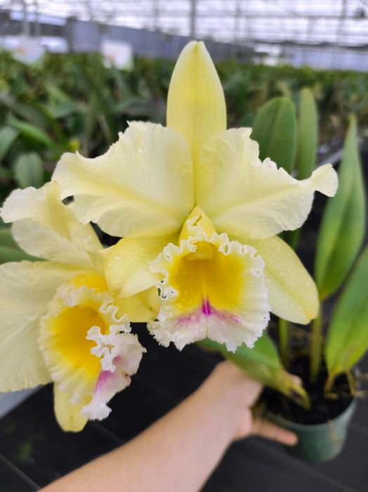 Rhyncholaeliocattleya Vida Andina