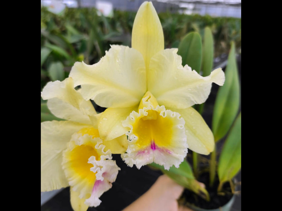 Rhyncholaeliocattleya Vida Andina