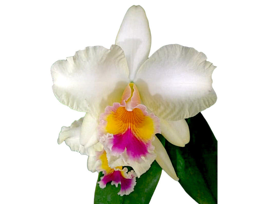 Rhyncholaeliocattleya Vida Andina