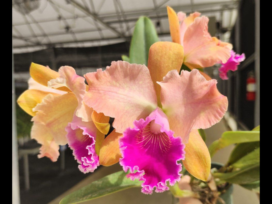 Rhyncholaeliocattleya Wayra