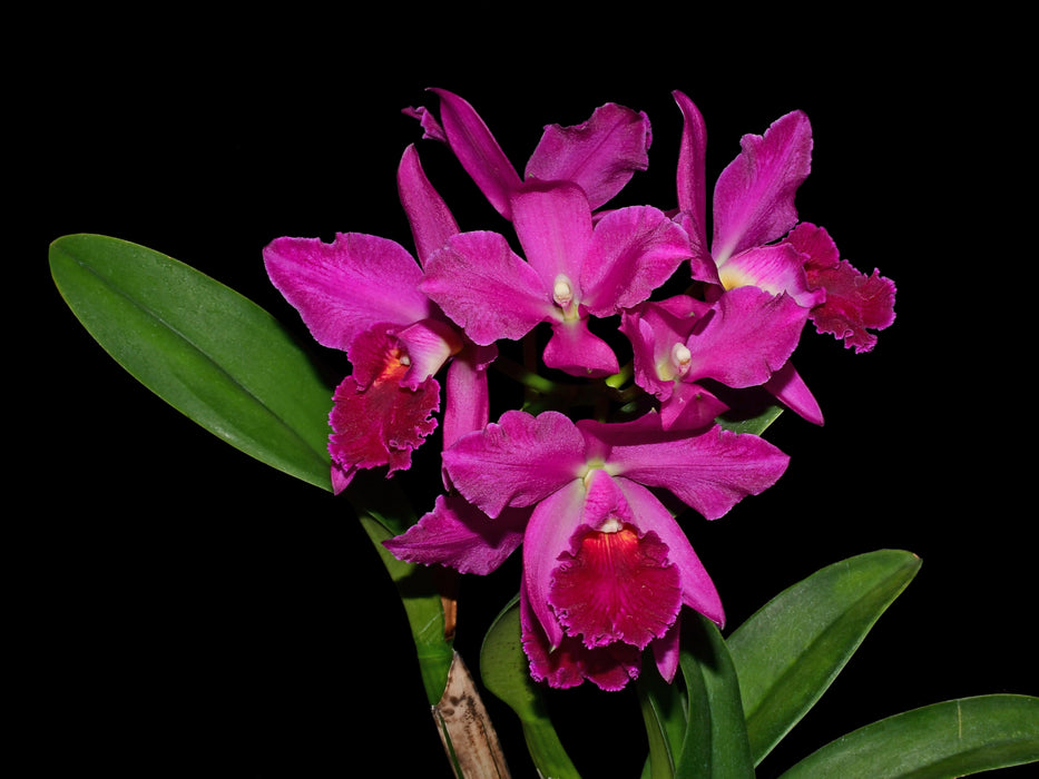Rhyncholaeliocattleya Ximenita Vintimilla