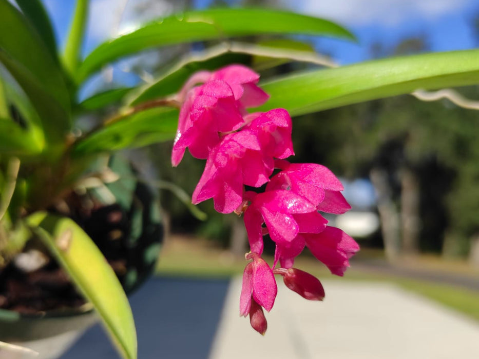 Rodriguezia lanceolata