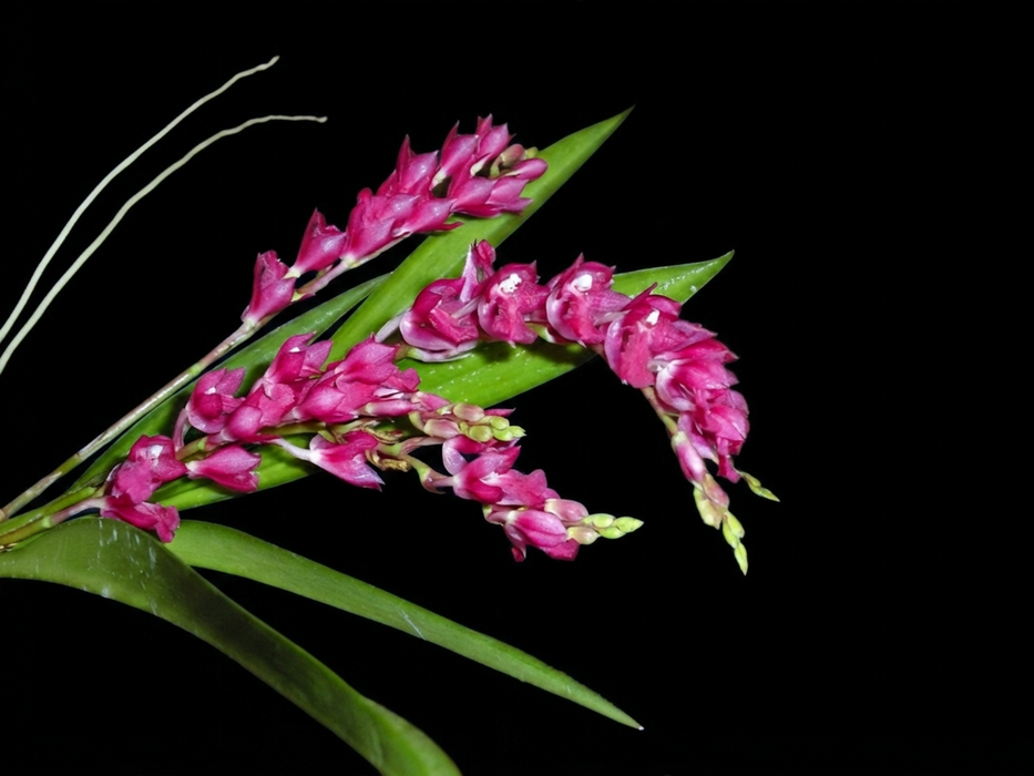 Rodriguezia lanceolata