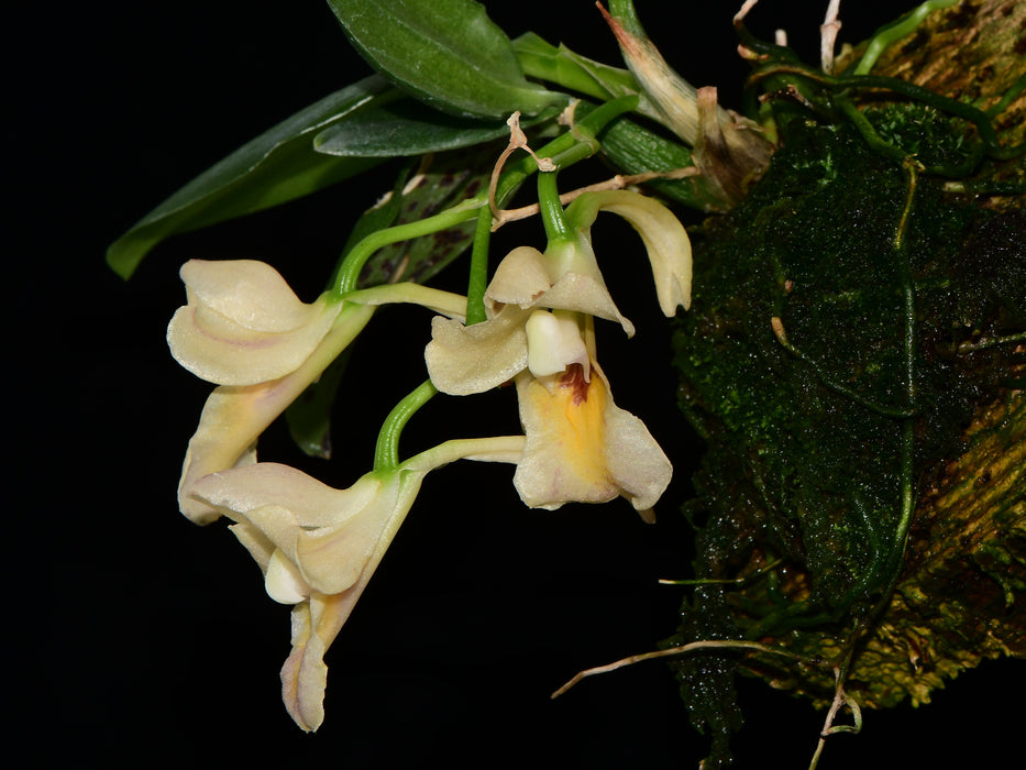 Rodriguezia lehmannii