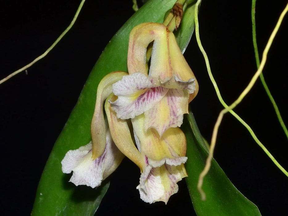 Rodriguezia strobelii