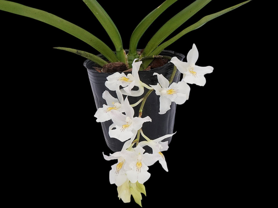 Rodriguezia bracteata