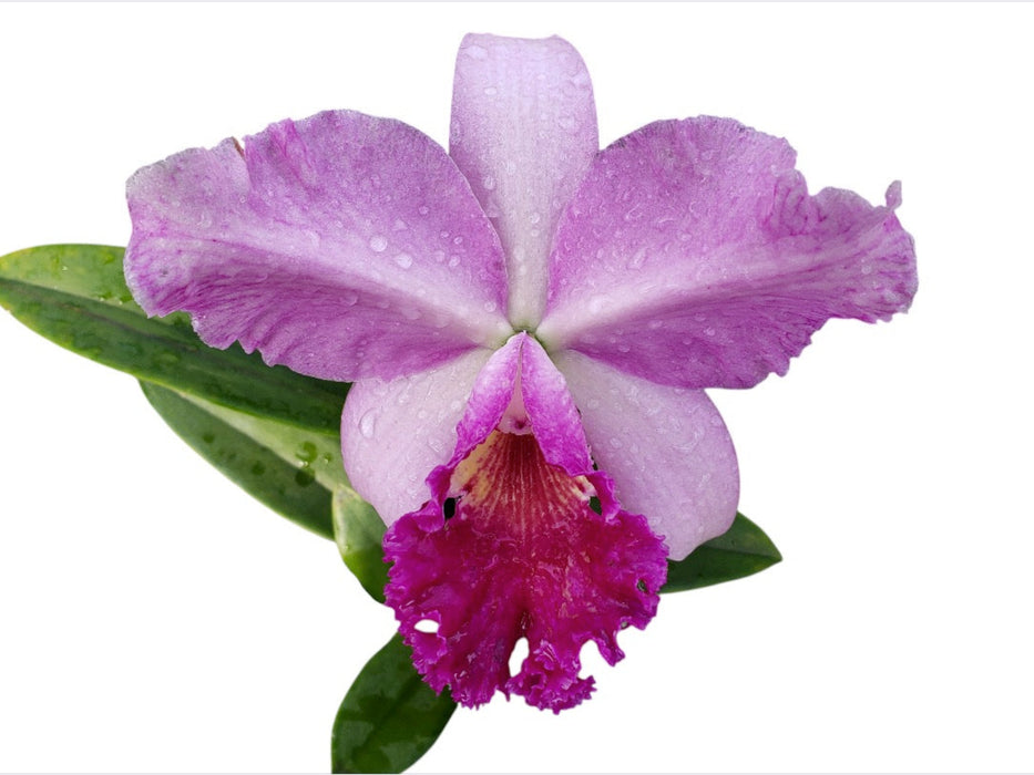 Rhyncattleanthe La Guadalupana