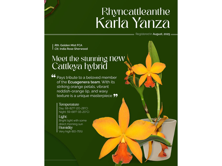 Rhyncattleanthe Karla Yanza