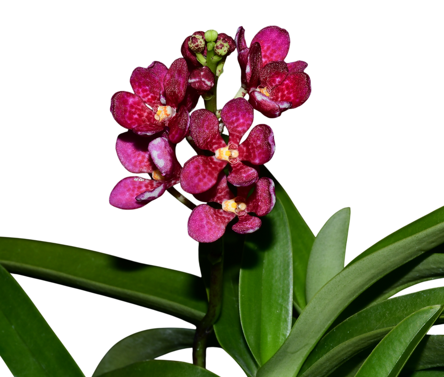 Sarcochilus Kulnura Warmer