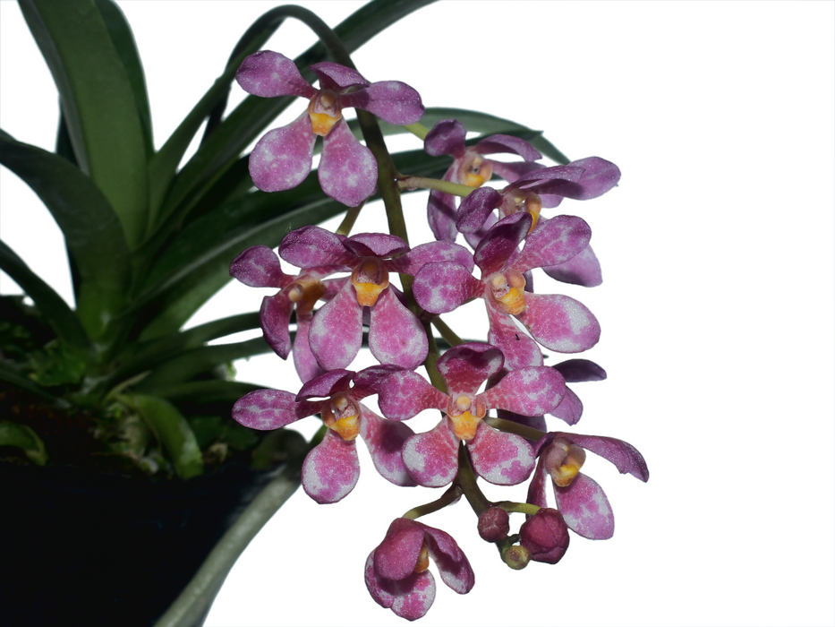 Sarcochilus Kulnura Vibrance x Sarcochilus Kulnura Warrior