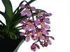 Sarcochilus Kulnura Vibrance x Sarcochilus Kulnura Warrior