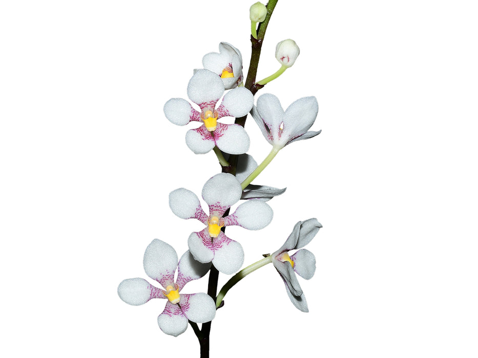 Sarcochilus Kulnura Vibrance x Sarcochilus hartmannii Red Snow x Roberto