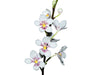 Sarcochilus Kulnura Vibrance x Sarcochilus hartmannii Red Snow x Roberto